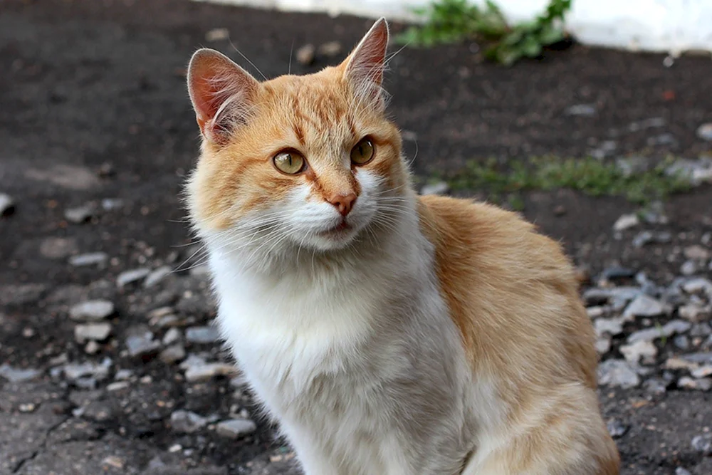Europäisch Kurzhaar Katze