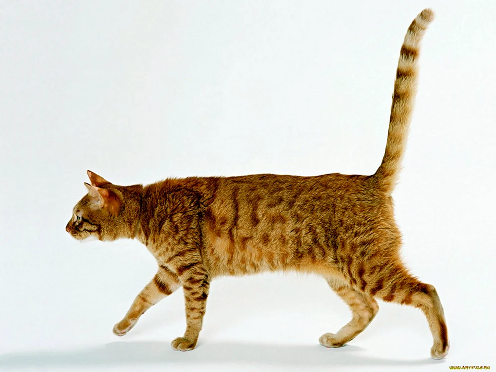 Rote Katze auf der Seite gehend