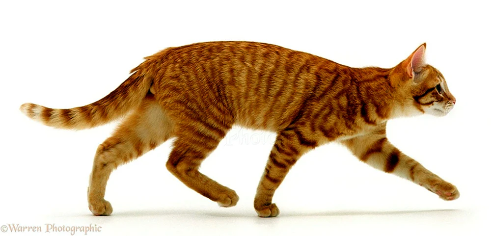 Rote Katze auf der Seite gehend