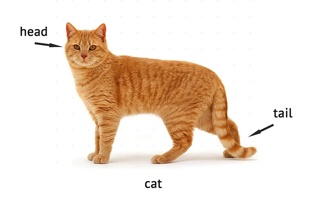 Rote Katze auf der Seite gehend