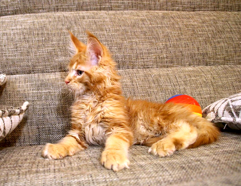 Maine Coon Kätzchen und ein Monat