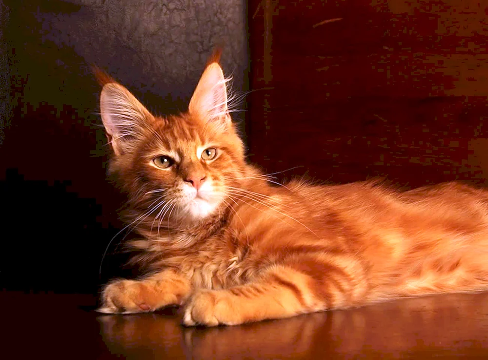 Maine Coon Mestis