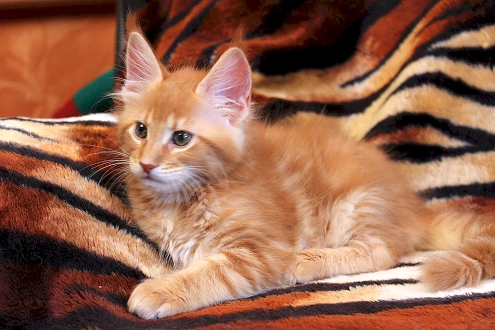 Maine Coon Kätzchen 1 Monat
