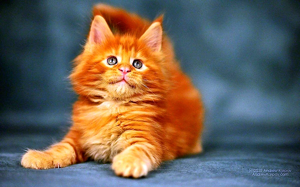 Maine Waschbär ingwer Katze