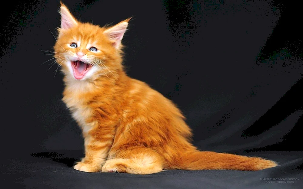 Waschbär rot