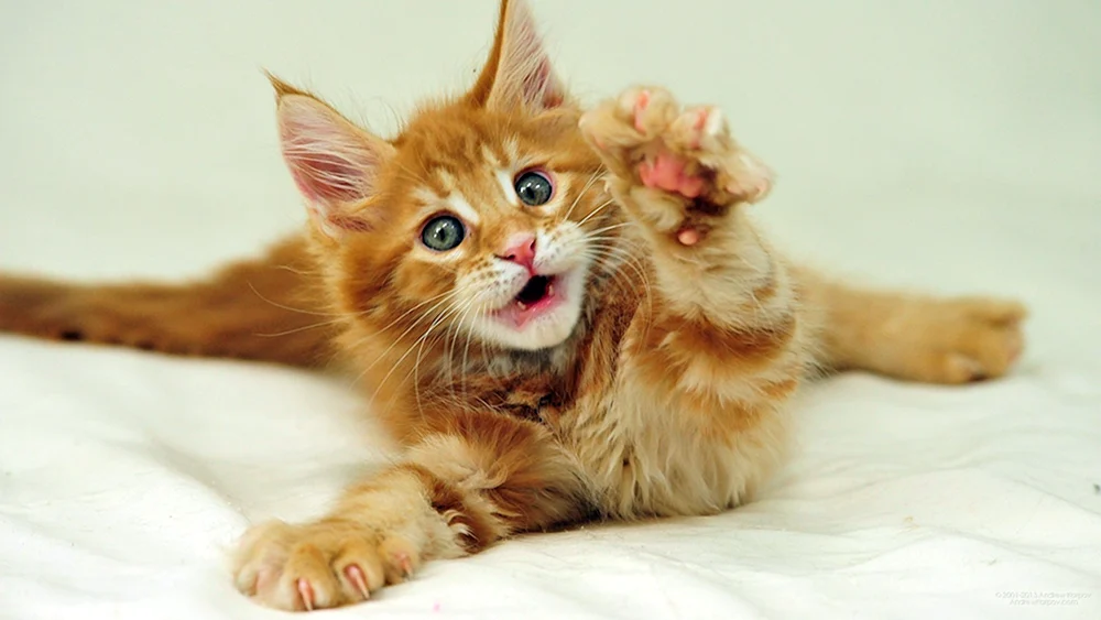 Waschbär rot Maine Coon Kätzchen