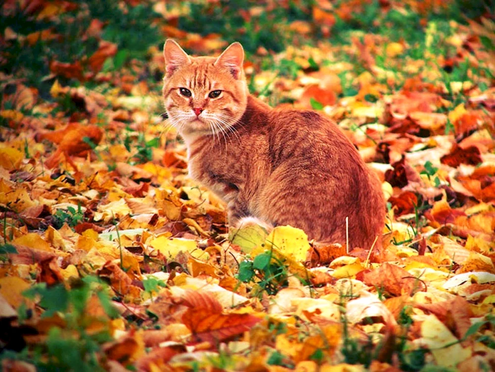 Herbstkatze