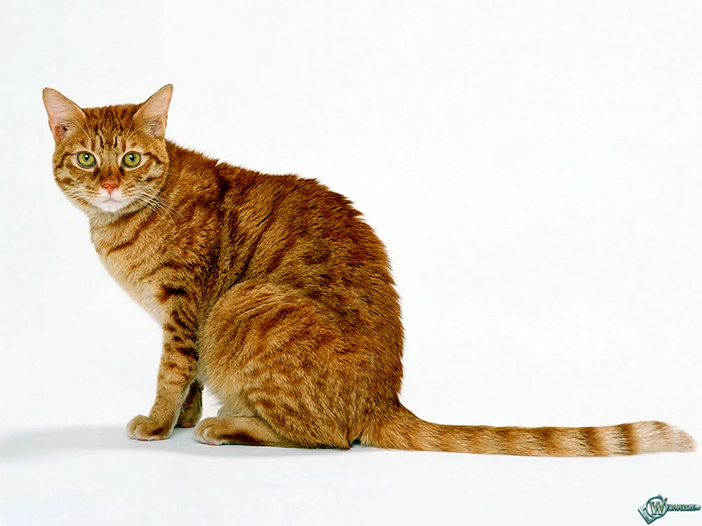 Rote Katze auf der Seite