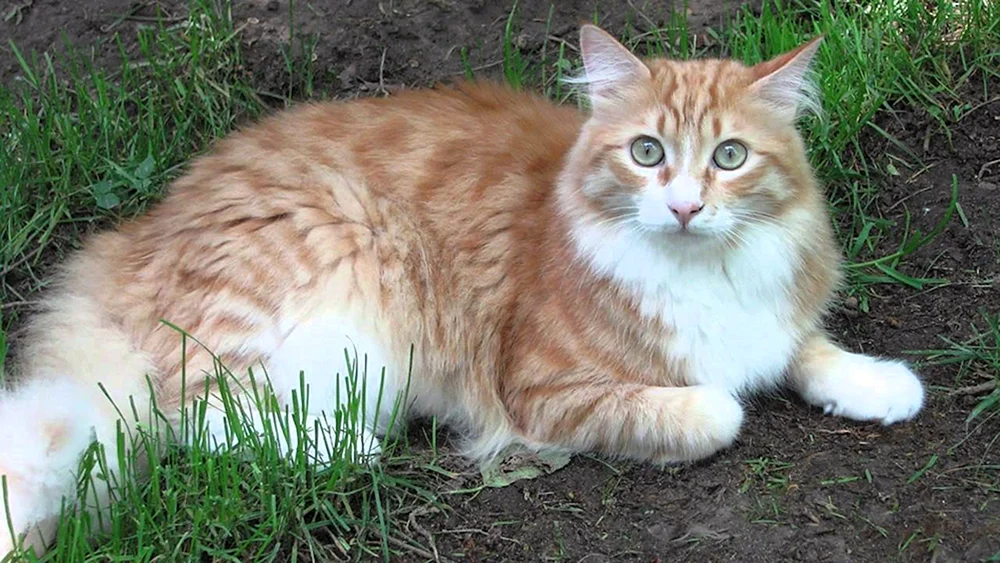 Sibirische Katze ingwer