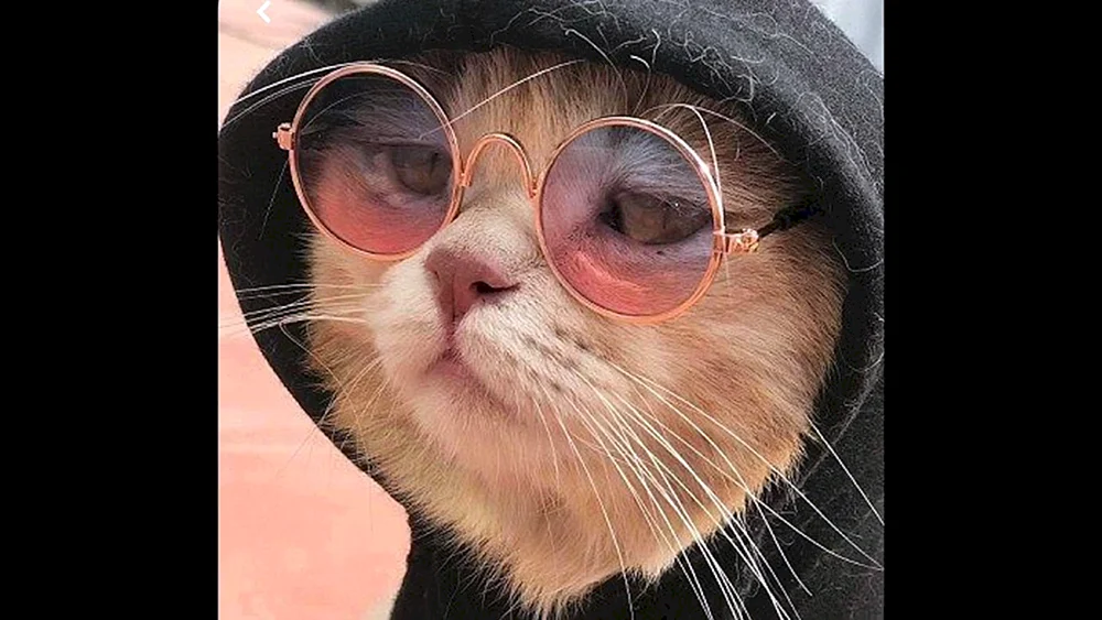 Rote Katze mit Brille
