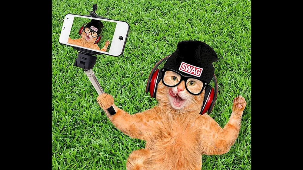 Katze mit Brille