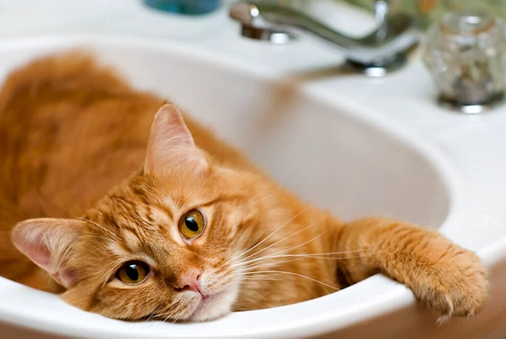Katze in der Wanne