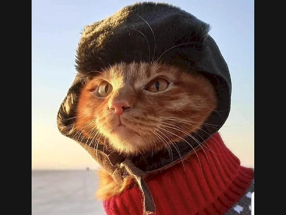 Rote Katze im UdSSR-Hut