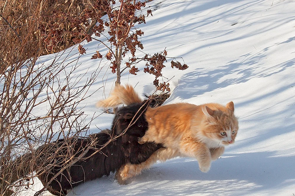 Kleine Katze im Winter