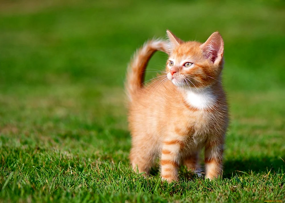 Maine Coon ingwer-Kätzchen