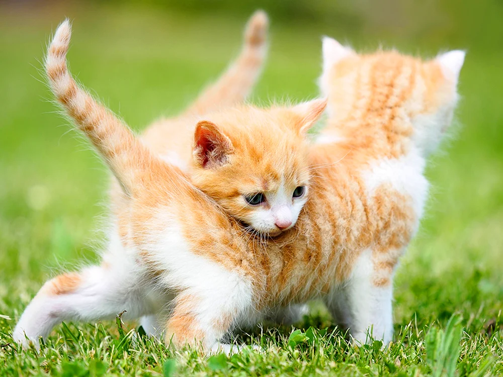 Bengalisch Kurzhaar Katze ingwer