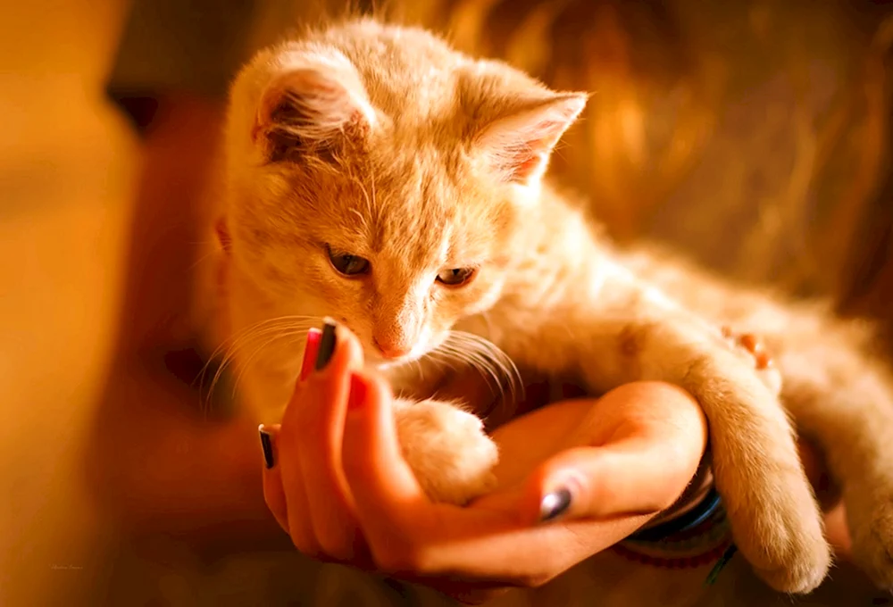 Katze schnurrend