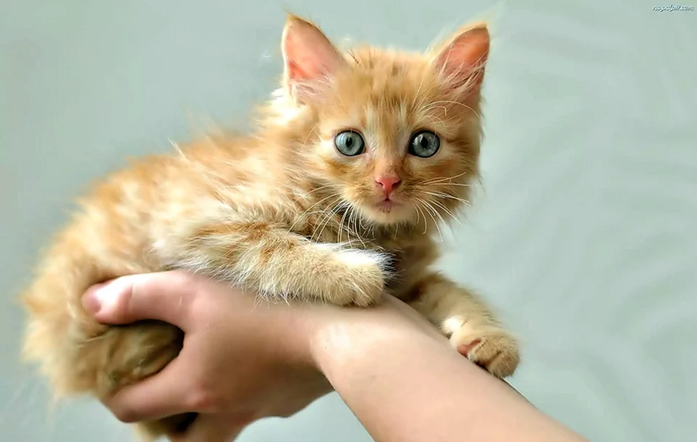 Katze in der Handfläche