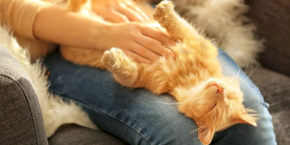 Katze auf dem Arm