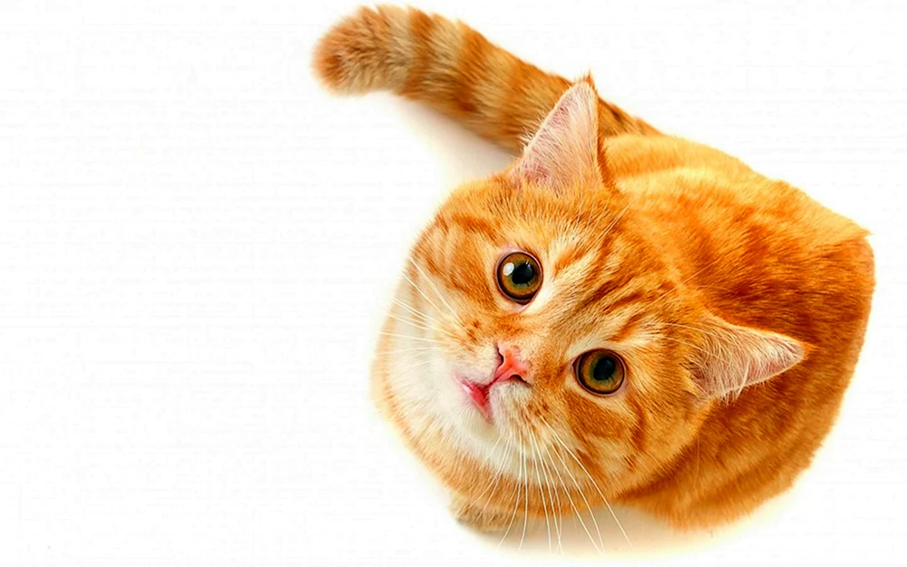 Rote Katze