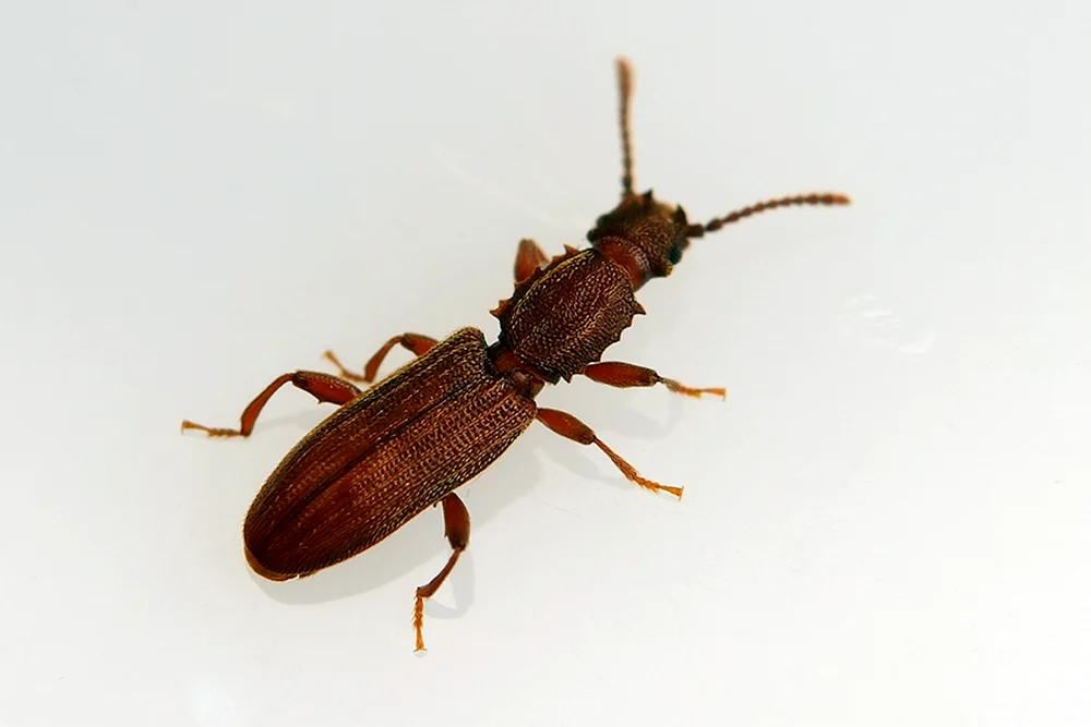 Bulawattkäfer
