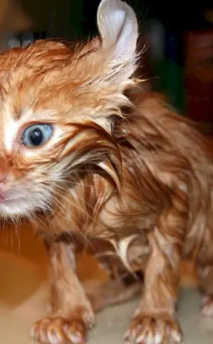 Rote zottelige Katze