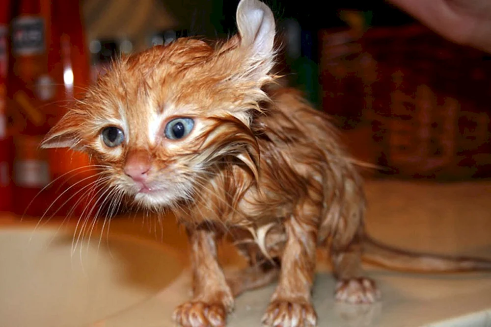Rote zottelige Katze