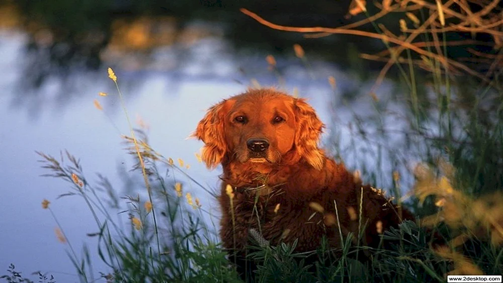 Roter Jagdhund