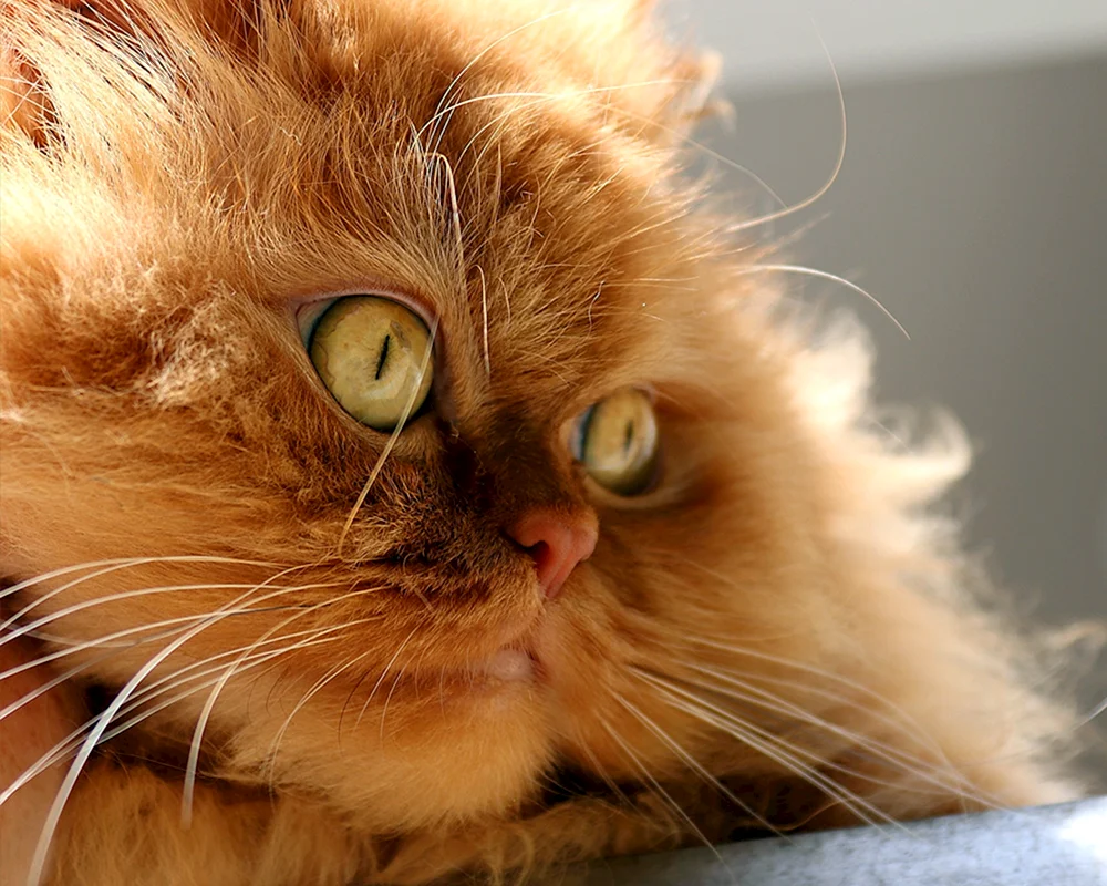 Perserkatze rot