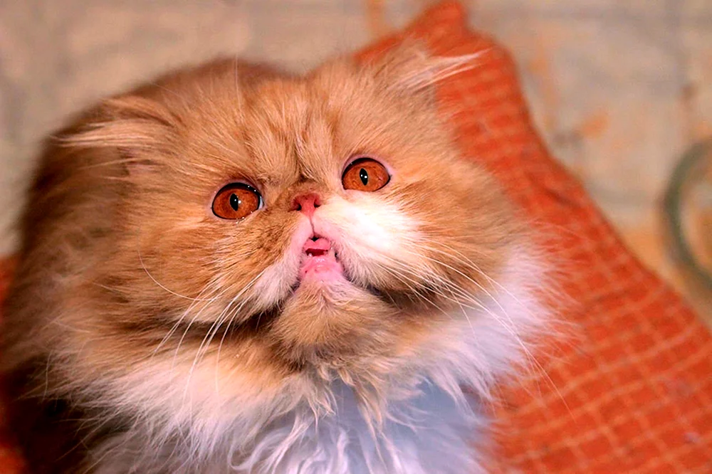 Rote Perserkatze