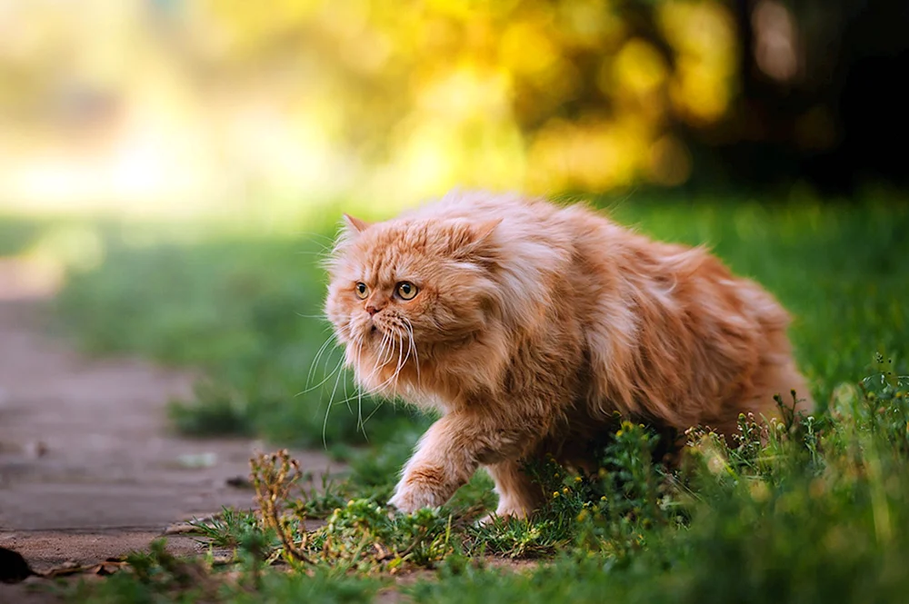 Langhaarige Perserkatze rot