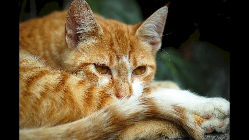 Blasse Katze