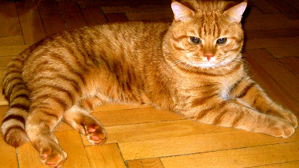 Rote Schottische Katze geradehaarig