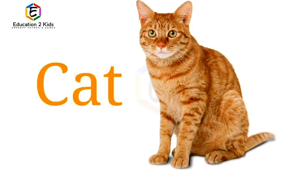 Rot gestromte Katze