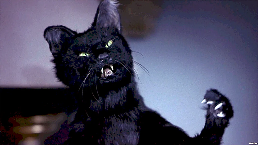 Sabrina die kleine Hexe Katze