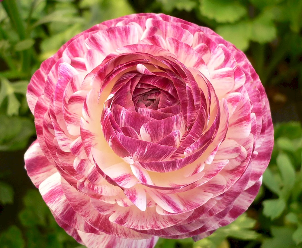 Rosa Blue Magic