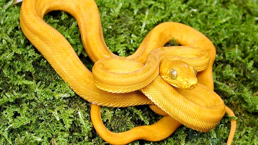 Sobago boa constrictor
