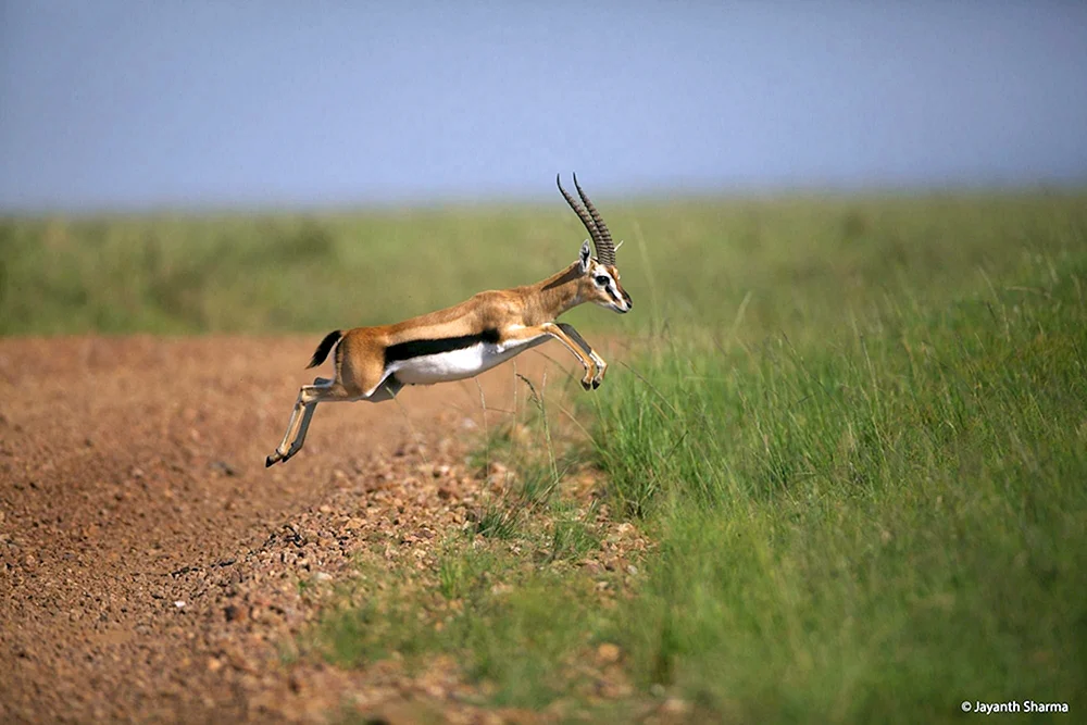 Antilope Roan
