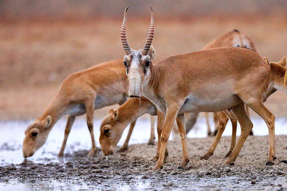 Saiga Antilope Saiga