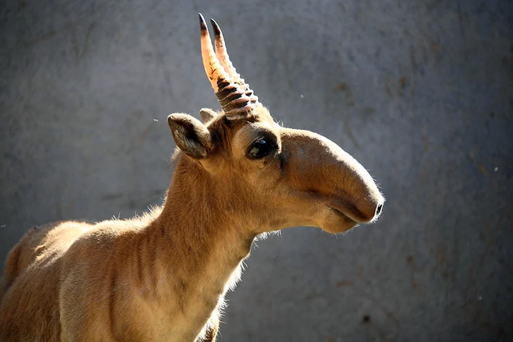 Saiga Saiga