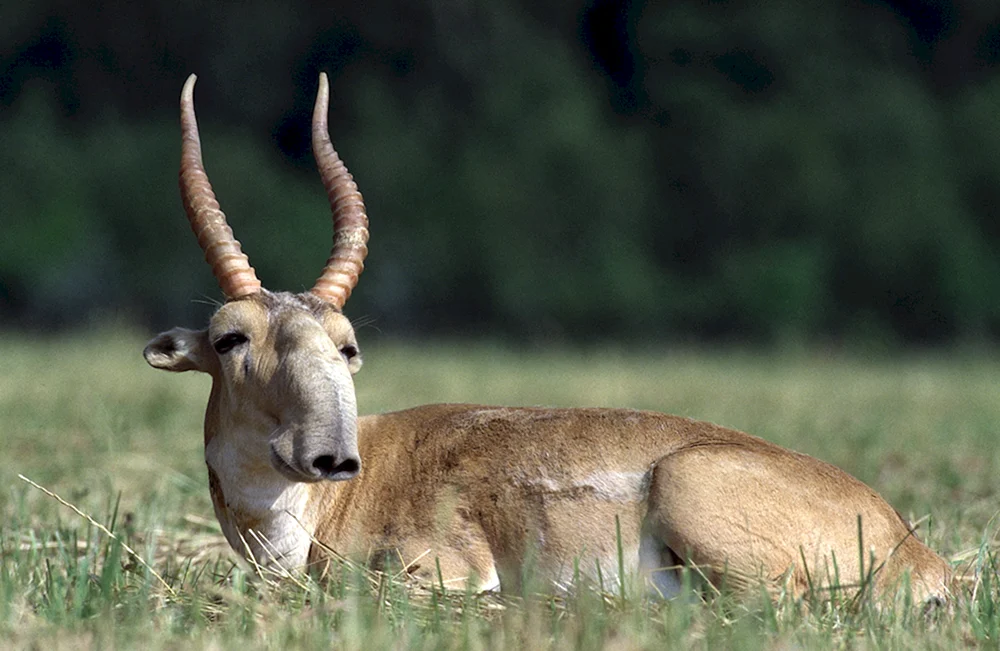 Saiga Antilope Saiga