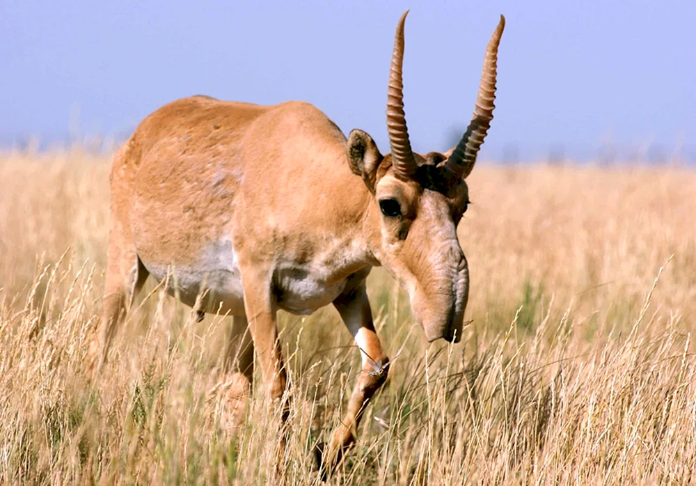 Saiga Saiga