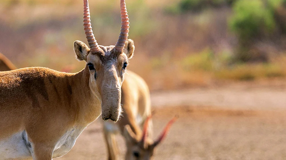 Saiga Saiga.