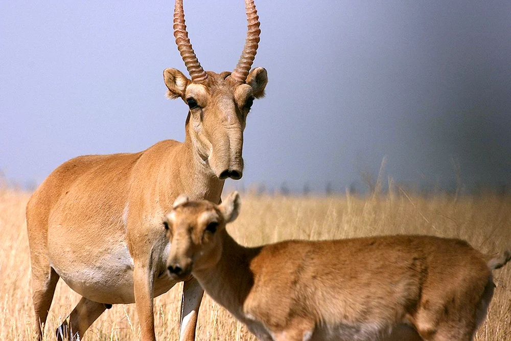 Saiga Antilope Saiga
