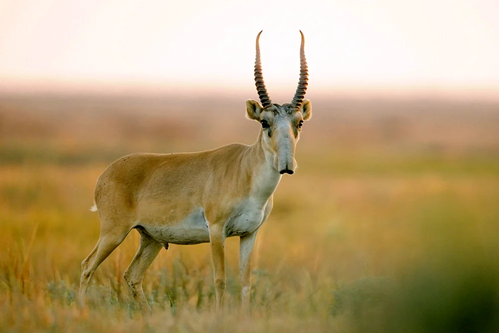 Saiga Antilope Saiga