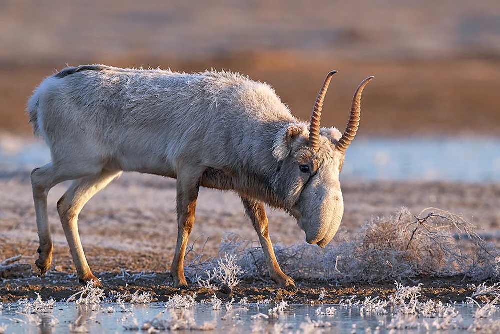 Antelope Saiga