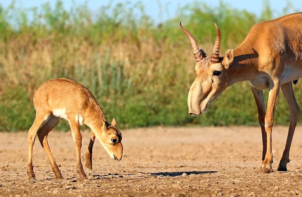 Antilope Saiga