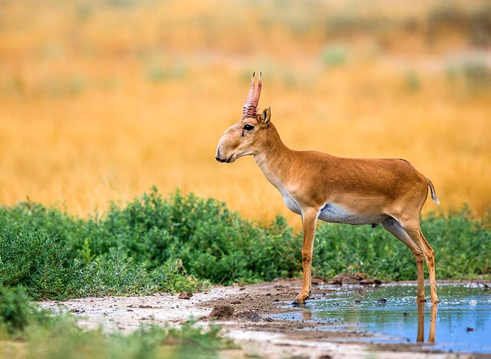 Saiga Saiga