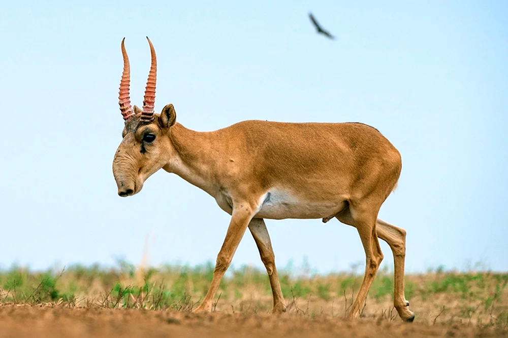 Saiga Antilope Saiga