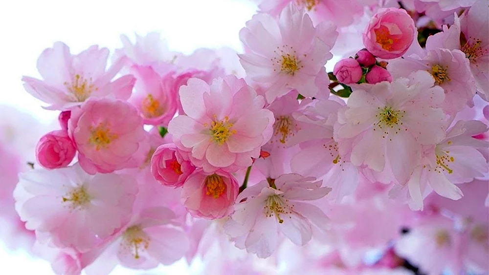 Sakura Blüte